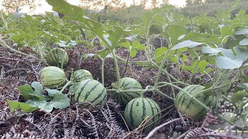 大瓜吃仙人掌视频播放全集,全程笑料横生的奇幻冒险之旅