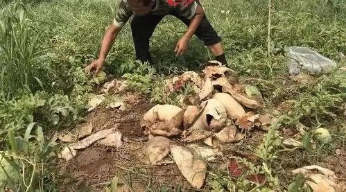 中牟吃瓜事件视频最新,一场网络狂欢背后的真相与反思
