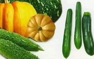 老的生瓜怎么吃最好呢视频,探索最佳食用方法