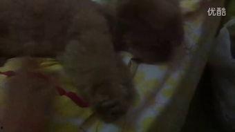 小黑马吃瓜视频,揭秘娱乐圈幕后故事