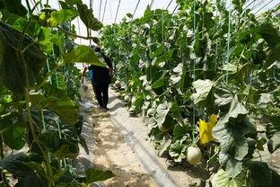 树下吃瓜的视频,夏日休闲新风尚