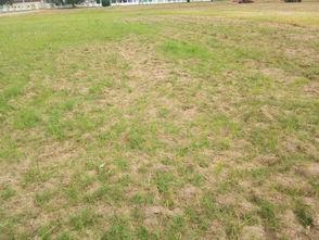 树下吃瓜的视频,夏日休闲新风尚