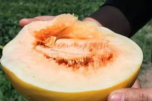 艾龙蜜瓜怎么吃最好吃视频,视频教你如何吃出最佳口感