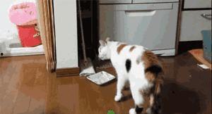 吃瓜猫咪合拍视频在哪里看,吃瓜猫咪合拍视频观看攻略