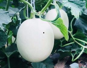 空调房里吃瓜视频