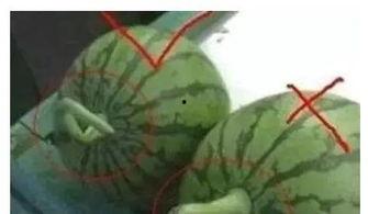 空调房里吃瓜视频