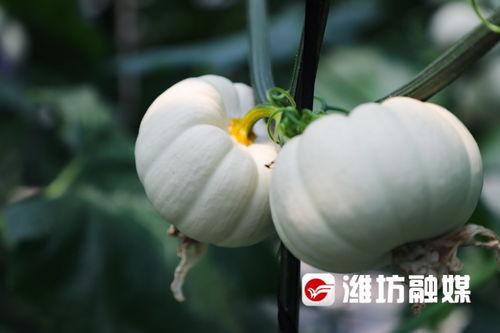 吃瓜视频潍坊,揭秘当地美食与文化魅力