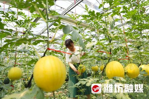 吃瓜视频潍坊,揭秘当地美食与文化魅力