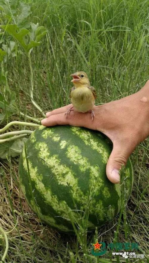 什么瓜不能混种吃呢视频,哪些瓜不能一起吃？