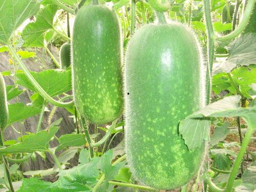 北纬吃瓜视频大全,吃瓜视频大全，带你领略全球热点瞬间