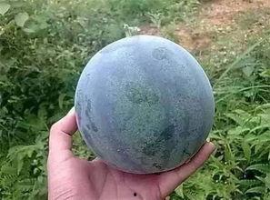 采籽瓜可以吃吗视频,可食用之谜