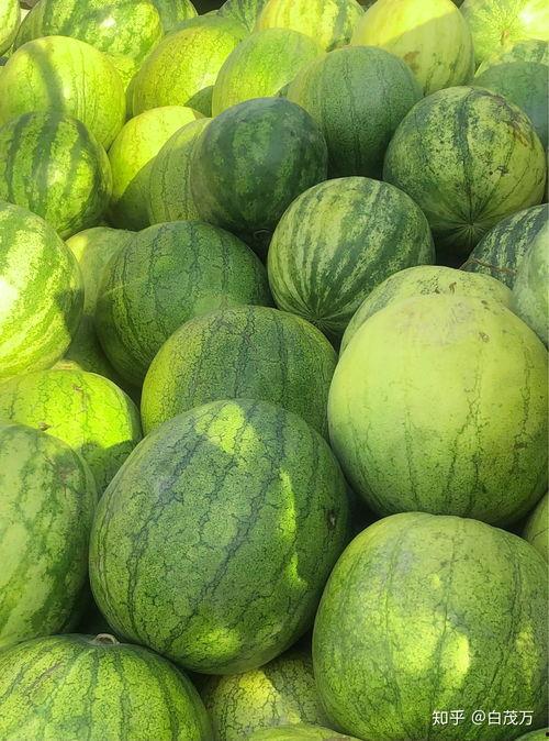 采籽瓜可以吃吗视频,可食用之谜