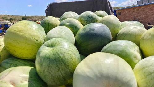 采籽瓜可以吃吗视频,可食用之谜