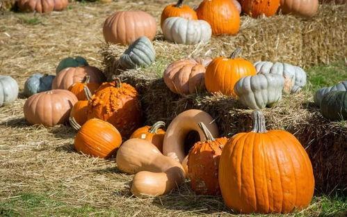 韩城群众吃瓜视频大全,趣味横生的民间生活剪影