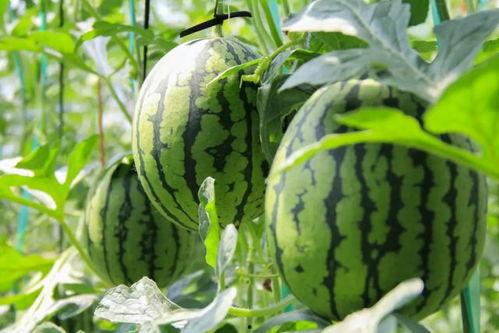 韩城群众吃瓜视频大全,趣味横生的民间生活剪影