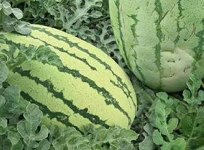 韩城群众吃瓜视频大全,趣味横生的民间生活剪影