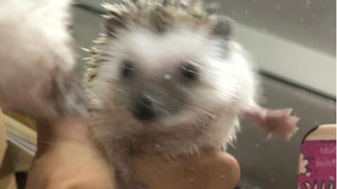 刺猬吃瓜的视频在线观看,萌宠美食瞬间，萌态可掬引网友爆笑