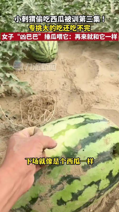 刺猬吃瓜的视频在线观看,萌宠美食瞬间，萌态可掬引网友爆笑