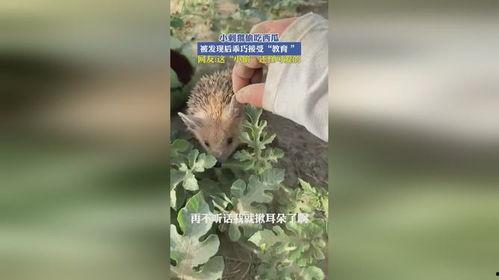 刺猬吃瓜的视频在线观看,萌宠美食瞬间，萌态可掬引网友爆笑