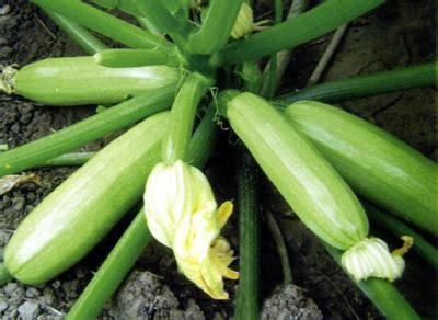 葫芦瓜花咋吃最好呢视频,视频教你最佳食用方法