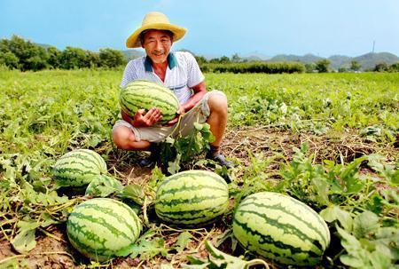 巫山县祥云路吃瓜视频,一场街头美食盛宴