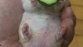 老王吃瓜解说全部视频