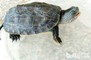 花龟可以吃金蜜瓜吗视频,揭秘金蜜瓜的美食之旅