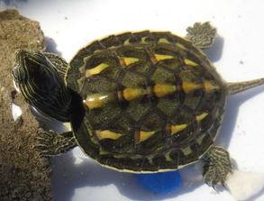 花龟可以吃金蜜瓜吗视频,揭秘金蜜瓜的美食之旅