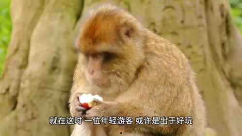 游客扔瓜给猴子吃的视频,趣味横生的野生动物乐园一幕