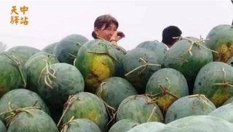 七夕吃瓜现场视频大全,视频大全带你领略甜蜜与搞笑瞬间