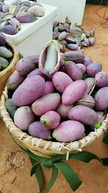 吃八月瓜好吃吗视频教程,视频教程教你轻松品尝夏日珍果