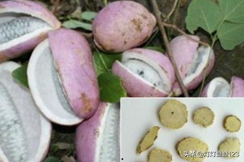 吃八月瓜好吃吗视频教程,视频教程教你轻松品尝夏日珍果