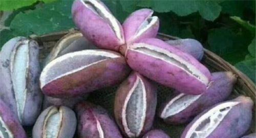 吃八月瓜好吃吗视频教程,视频教程教你轻松品尝夏日珍果