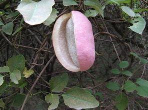 狗狗吃八月瓜好吗视频,美味还是禁忌？