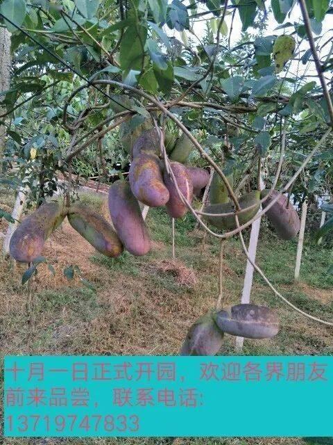 狗狗吃八月瓜好吗视频,美味还是禁忌？