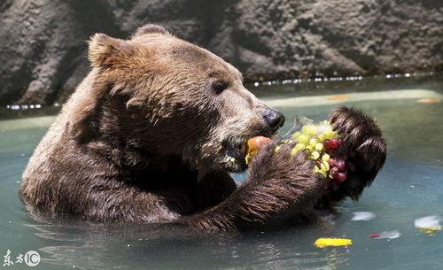 动物小熊吃瓜视频