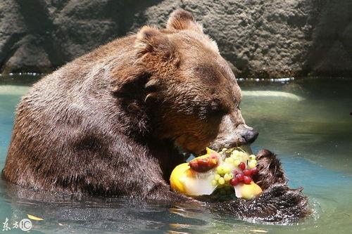 动物小熊吃瓜视频