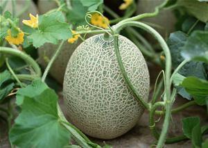 傻瓜吃哈密瓜视频大全集,傻瓜吃瓜视频大全集欢乐回顾