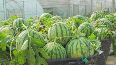 学生公园吃瓜视频大全,学生公园吃瓜视频大盘点