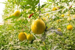 采摘西瓜吃瓜视频播放,西瓜采摘与美味分享视频盛宴