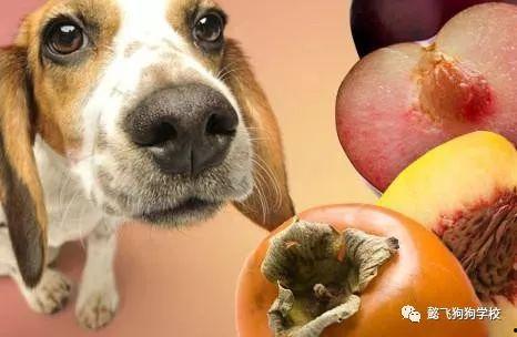 狗吃瓜海鲜中毒视频播放