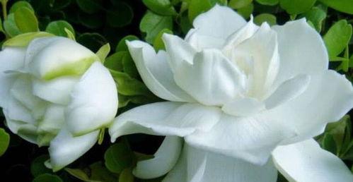 栀子花的吃瓜视频,揭秘网红美食背后的故事