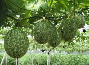 吃吊瓜长肉不长肉吗视频,吃吊瓜真的会长胖吗？