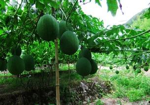 吃吊瓜长肉不长肉吗视频,吃吊瓜真的会长胖吗？