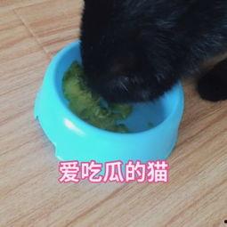 猫咪吃瓜震惊的视频大全,萌态百出，笑料连连！