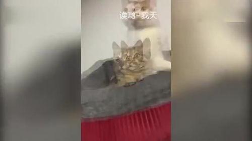 猫咪吃瓜震惊的视频大全,萌态百出，笑料连连！