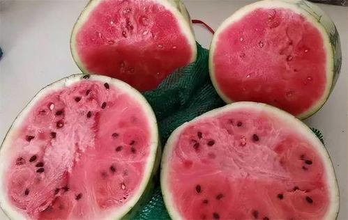 峰哥吃麒麟瓜视频,美味与趣味并存！