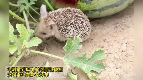 刺猬吃瓜痕迹视频播放,一场趣味盎然的自然奇观