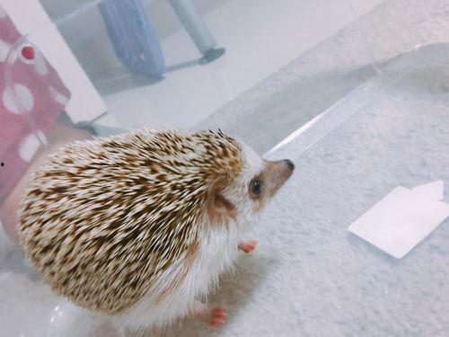 刺猬吃瓜痕迹视频播放,一场趣味盎然的自然奇观