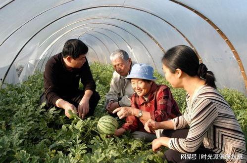 新疆农村吃瓜视频播放,瓜田视频播放成热门现象